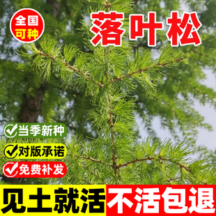 落叶松种子四季长绿树种籽日本落叶松种子黄花松庭院景观绿化种苗