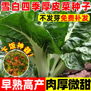 雪白四季厚皮菜种子牛皮菜种籽秋冬种植根达菜大叶红根达菜种孑苗