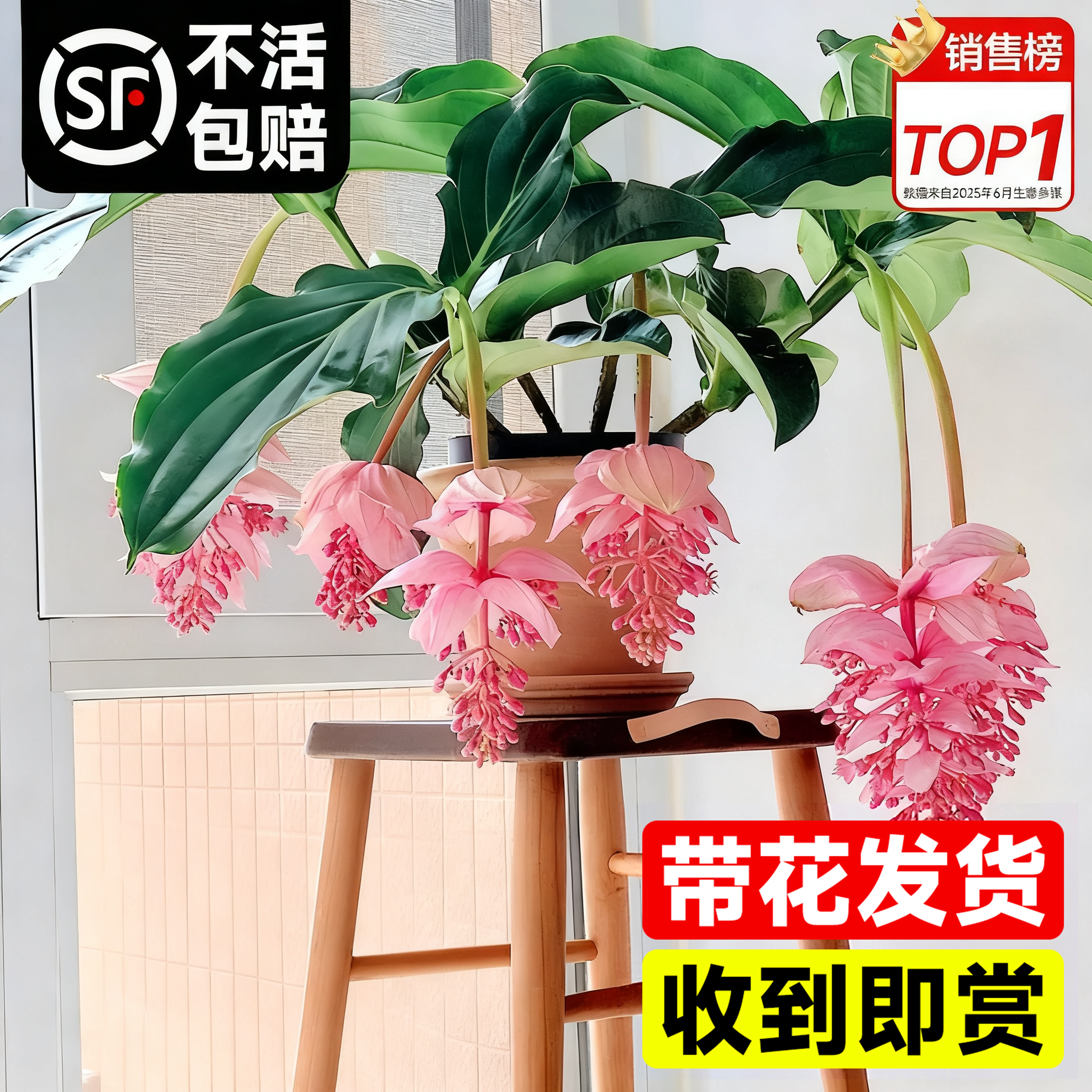 宝莲灯花盆栽带花苞大苗多季开花卉绿植物带花发货室内客厅好养活,鲜花速递/花卉仿真/绿植园艺,时令草本花卉,淘宝优惠券,粉丝福利购,淘宝优惠卷