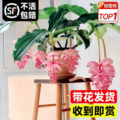 宝莲灯花盆栽带花苞大苗多季开花