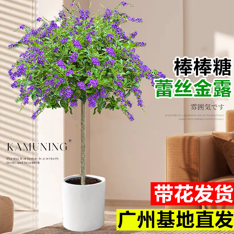 蕾丝金露花盆栽巧克力香棒棒糖客厅开花带花苞白色耐热懒人好养活