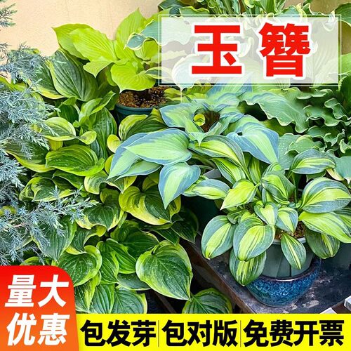 玉簪花籽多年生宿根花卉四季易活