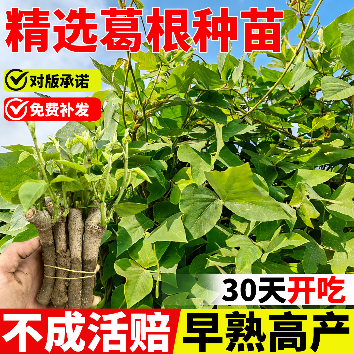 正宗葛根苗粉葛苗带芽葛根种绿化农家高产无渣扦插种苗中药材活苗