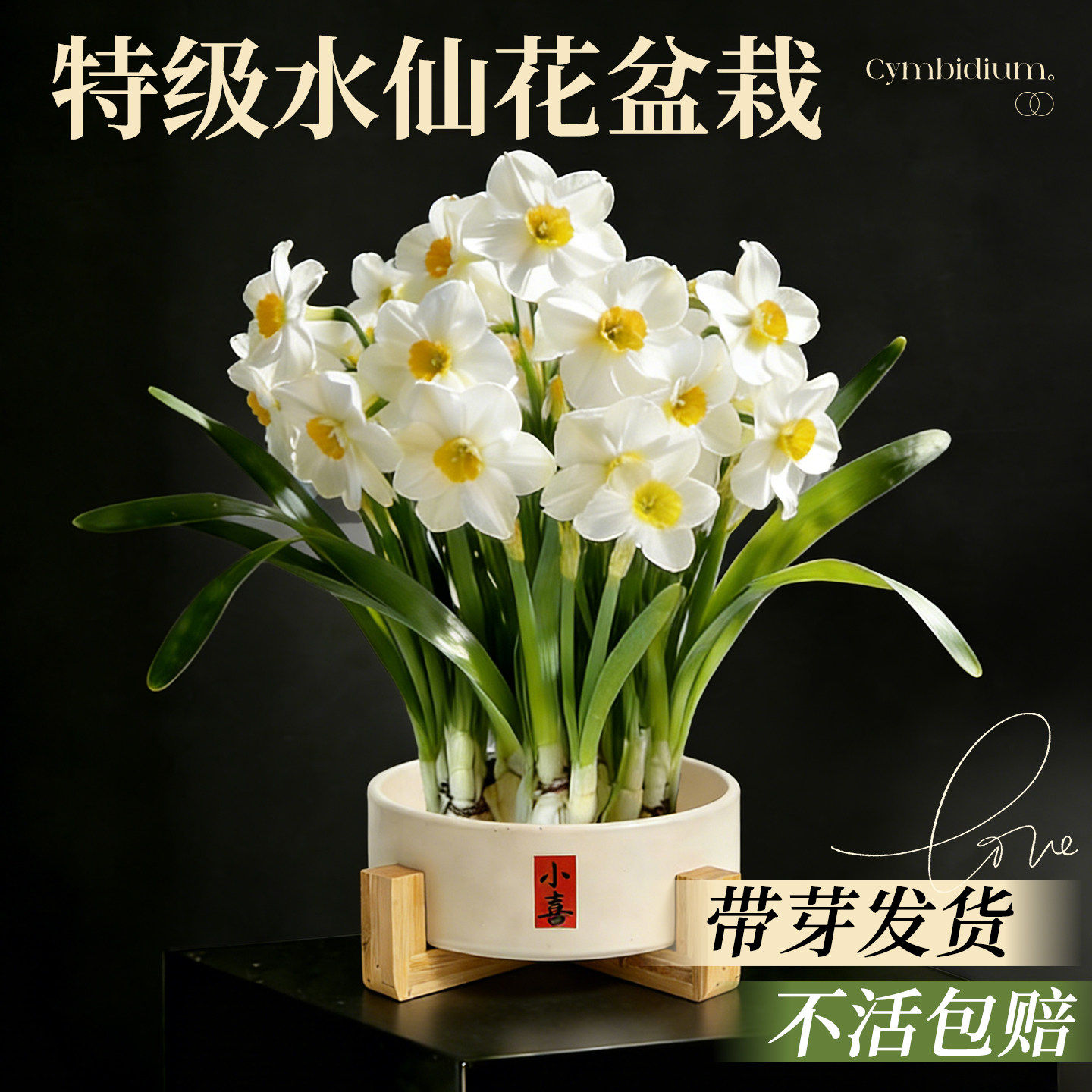 漳州重瓣水仙花种球盆栽室内图片