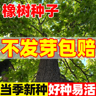 橡树种子四季种好养易活室外庭院园林绿化苗栗茧蒙古栎红橡树种子