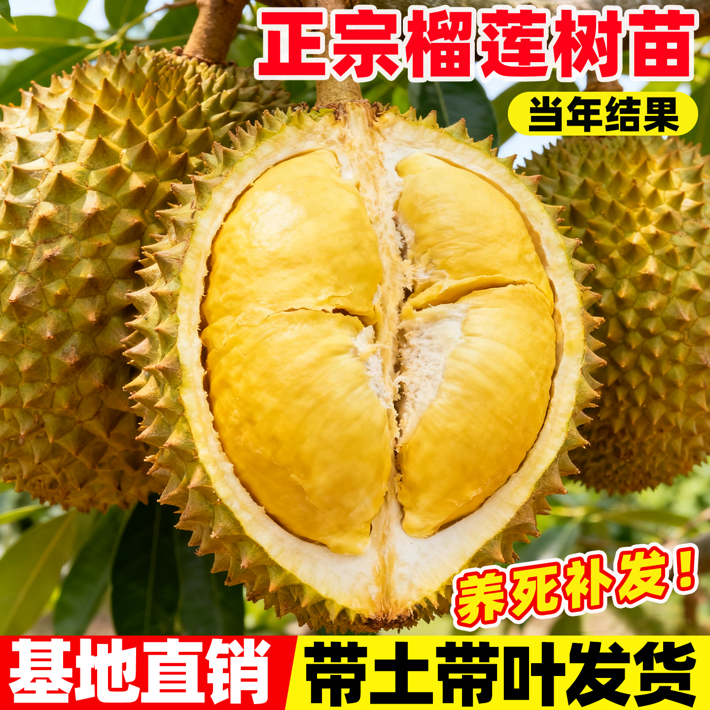 榴莲树苗泰国金枕头榴莲树果苗当