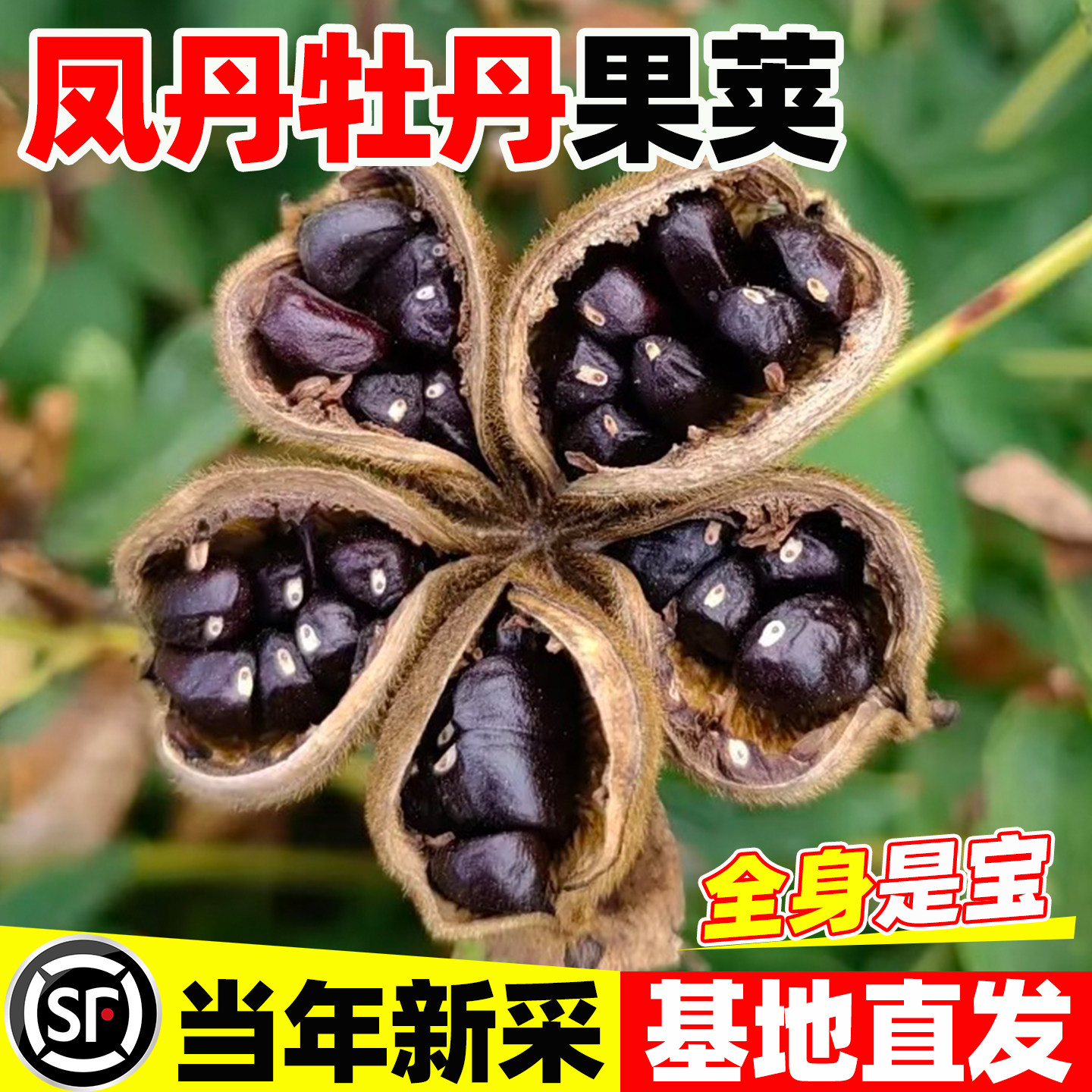 凤丹牡丹果荚种子油用牡丹种籽庭院盆栽四季播种易活两用花卉种子