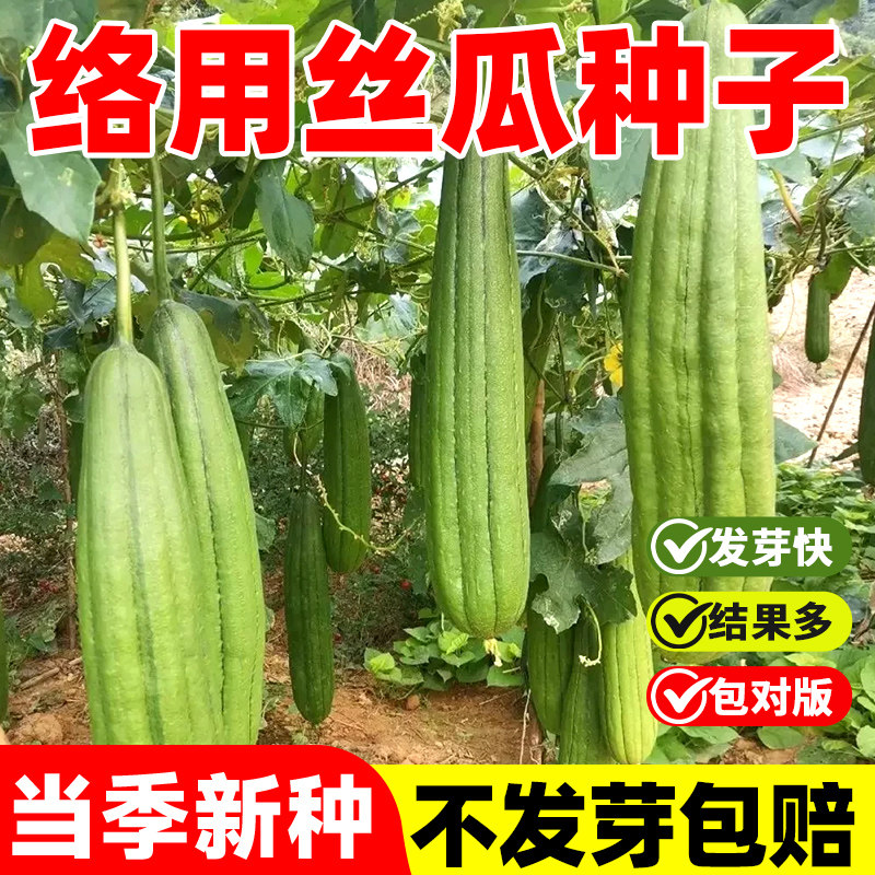 大型络用丝瓜种子丝瓜包种子专产丝瓜络大田用种涮碗用可食用蔬菜