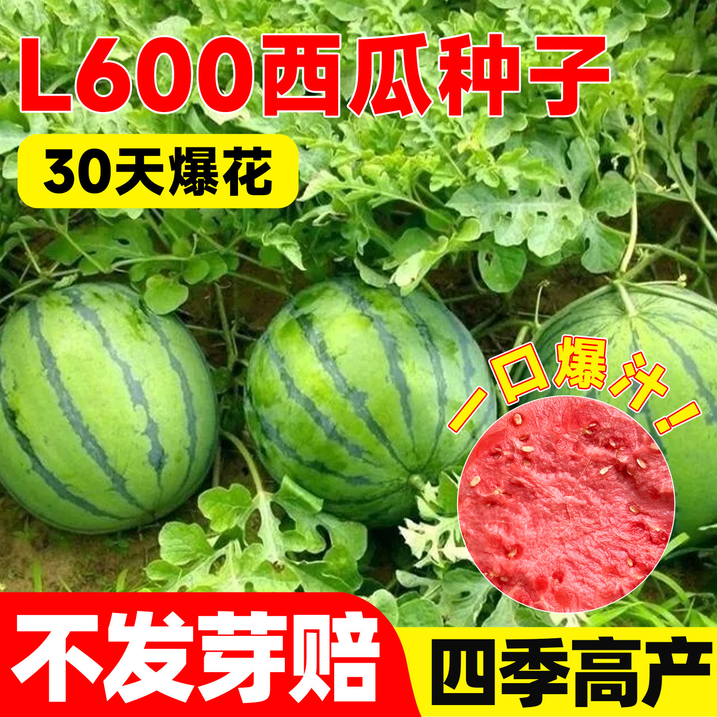 L600西瓜种子冰糖麒麟西瓜种籽南方无籽西瓜盆栽四季8424西瓜苗秧 - 实物图