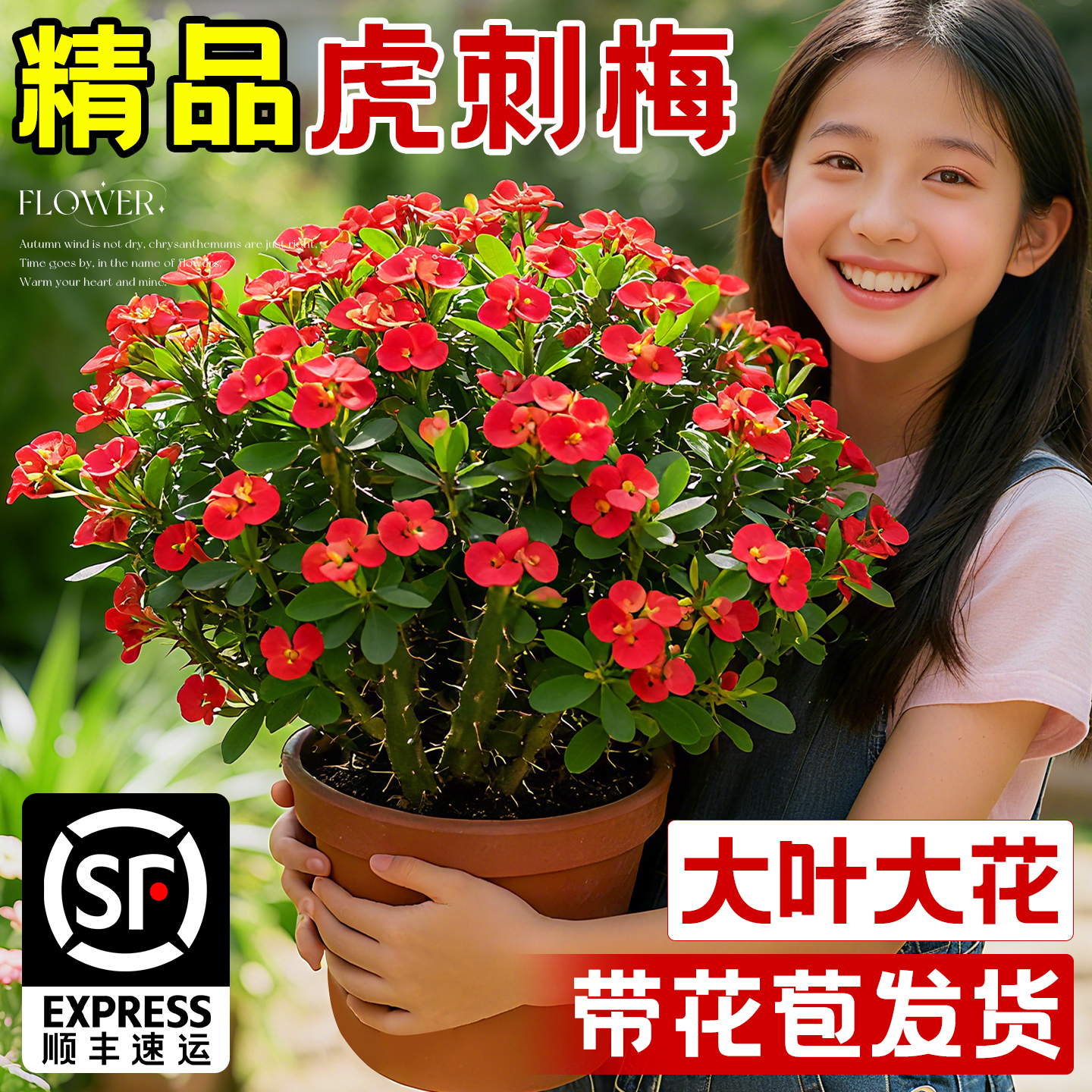 虎刺梅粉色铁海棠盆栽室内水培花