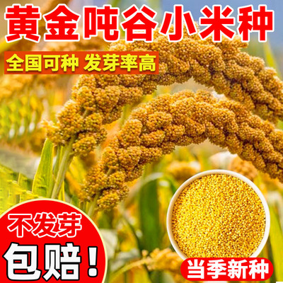 黄金吨谷小米种子香糯高产小米
