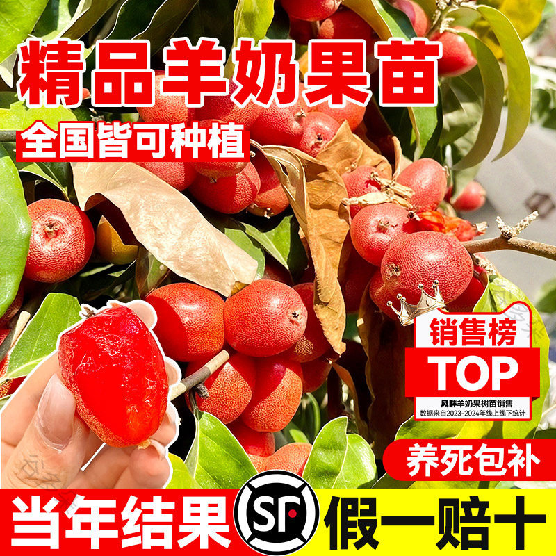 羊奶果苗当年结德甜二号盆图片