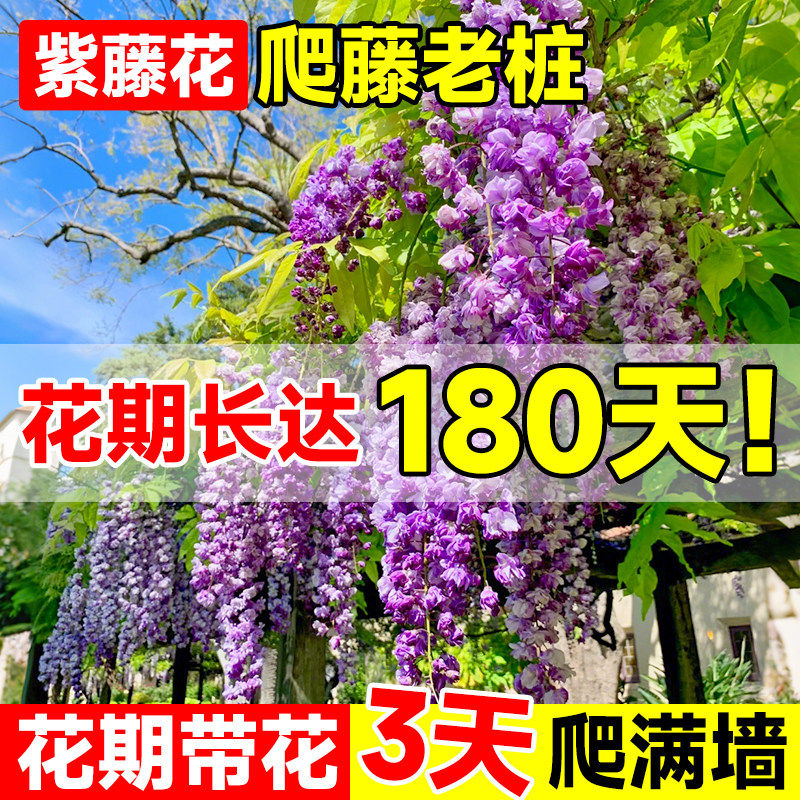 紫藤树苗爬大庭院植物普罗