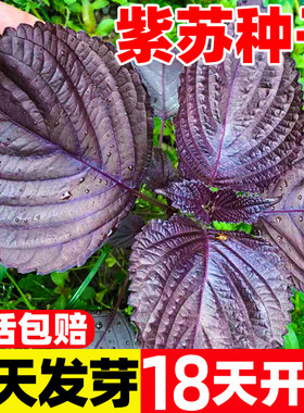 紫苏种子可食用双面红紫苏籽大叶