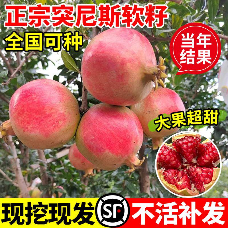 石榴树树苗突尼斯软盆栽老桩嫁接