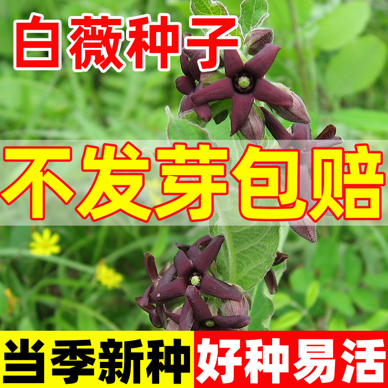 白薇种籽子盆栽可食用中药材中草药种植秧苗四季蔬菜种子孑大全