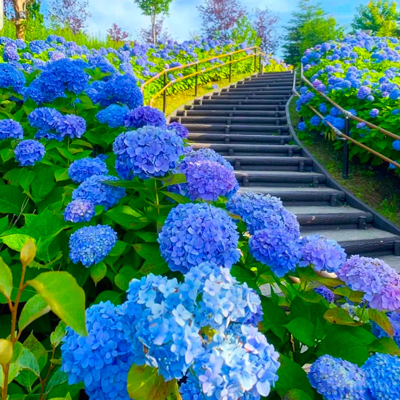 无尽夏绣球花苗盆栽带花苞室内阳台花卉庭院植物四季好养大