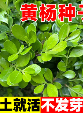 瓜子黄杨种木树大小叶籽