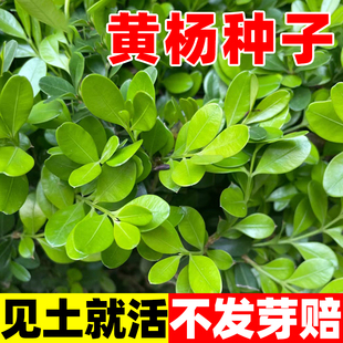 黄杨种子瓜子黄杨木树种大小叶黄杨籽法国日本冬青龟甲冬青种子籽