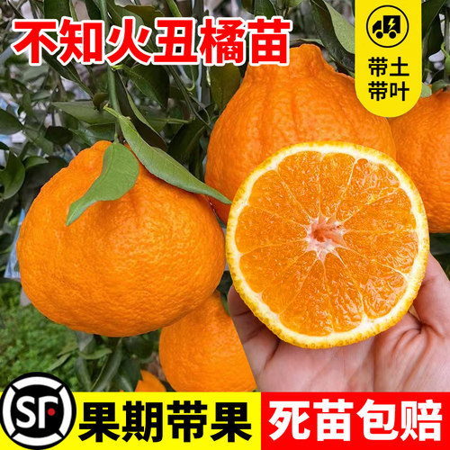 四川丑橘树苗丑八怪树苗橘子苗