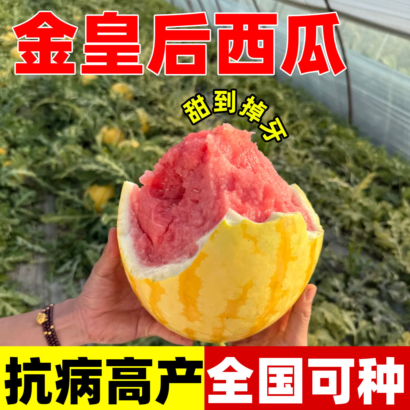金皇后西瓜种子黄皮红壤超甜薄皮礼品西瓜种籽盆栽菜园四季播蔬菜,鲜花速递/花卉仿真/绿植园艺,家庭园艺种子,淘宝优惠券,粉丝福利购,淘宝优惠卷