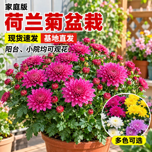 荷兰菊盆栽耐寒好养活带花苞室内