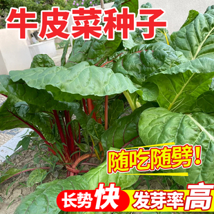牛皮菜种籽青梗厚皮菜种子菜园阳台盆栽莙荙菜四季大叶根达菜种孑
