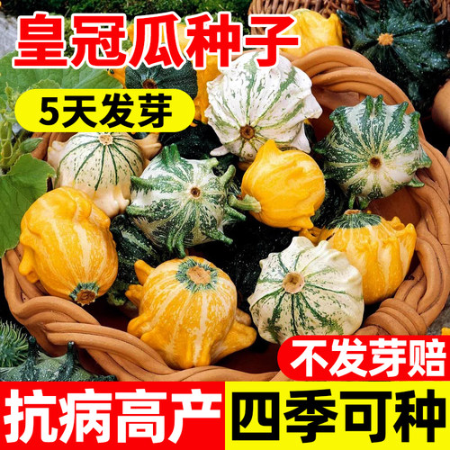 皇冠小南瓜四季种植迷你南瓜