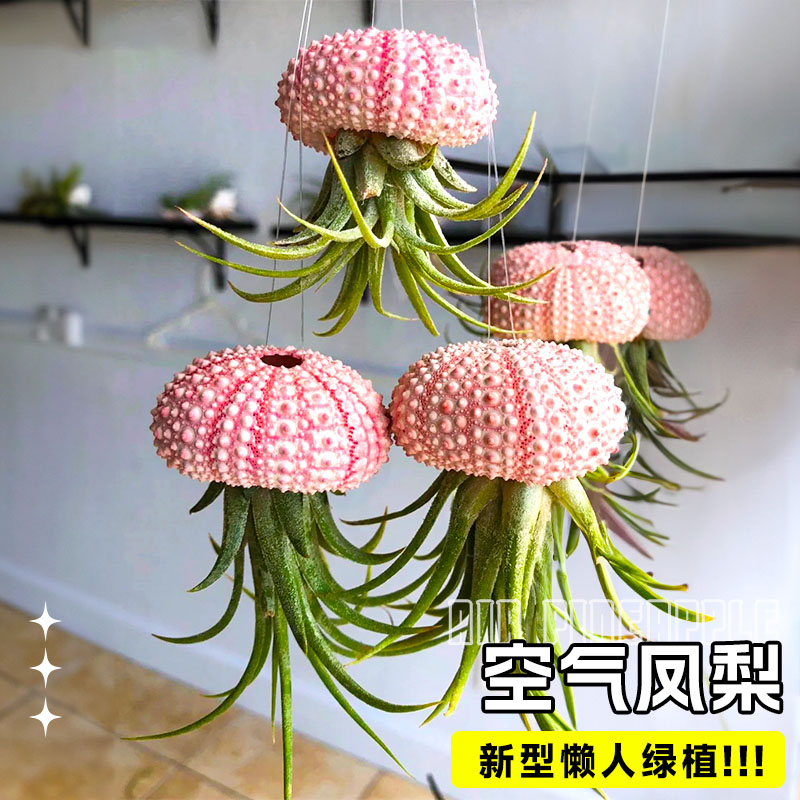 空气凤梨无土植物水培老人须精