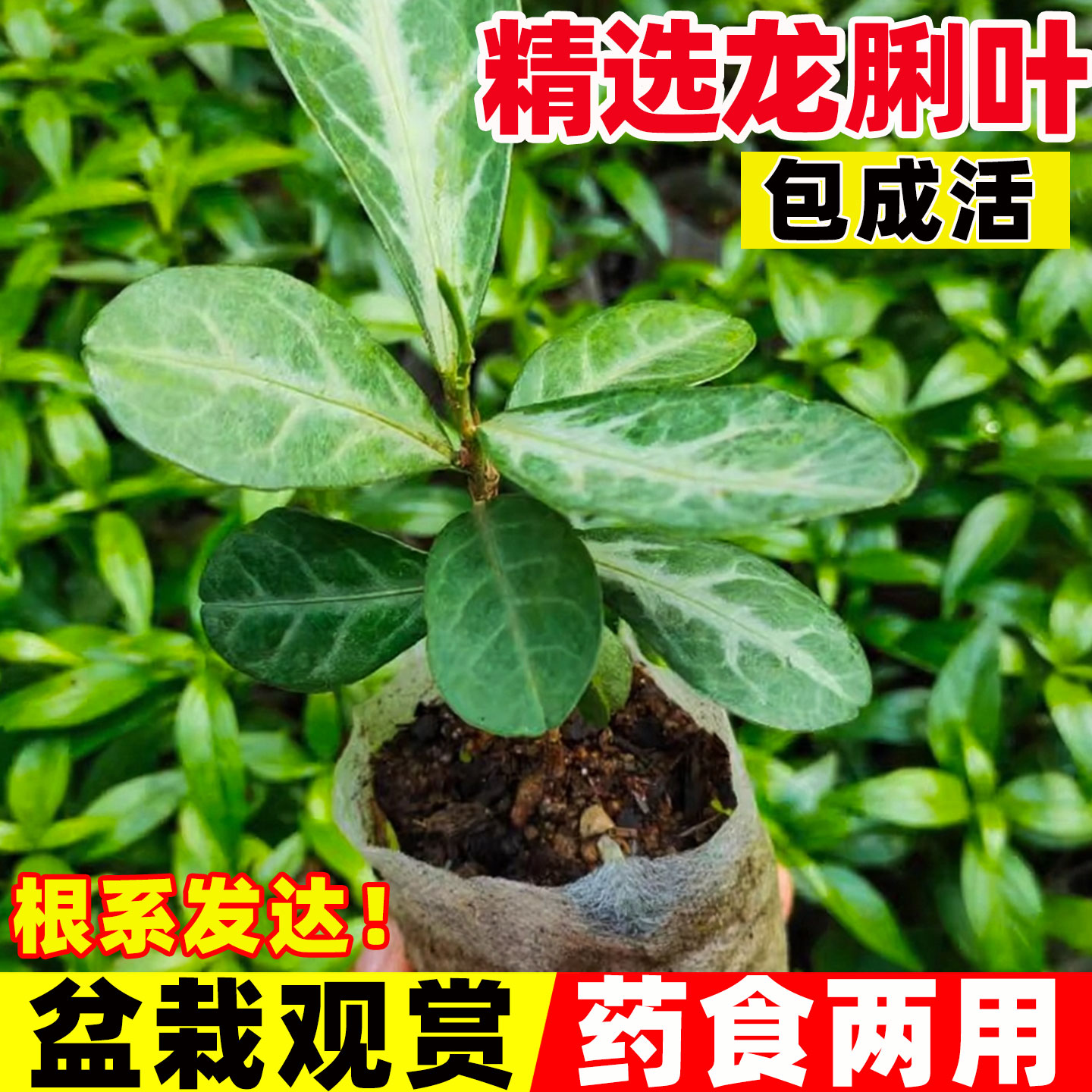 龙脷叶种苗中草药苗龙舌