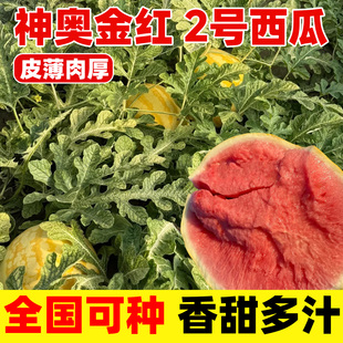 神奥金红2号西瓜种子黄皮红壤无籽高产西瓜种籽四季蔬菜水果苗秧