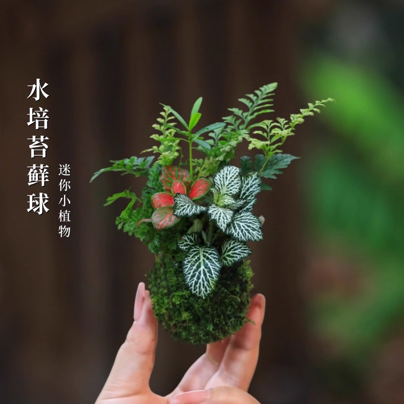 水培植物苔藓球好养发财树六月雪