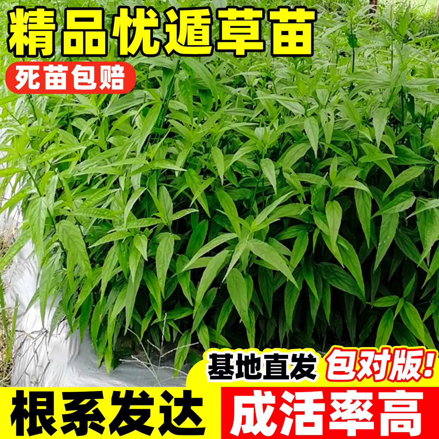 忧遁草苗室内阳台庭院绿植鳄嘴花黎王草接骨草花卉正宗优盾草盆栽
