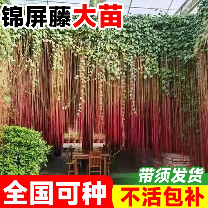 一帘幽梦锦屏藤苗室内外阳台庭院耐阴热绿植垂吊龙须藤蔓爬藤植物