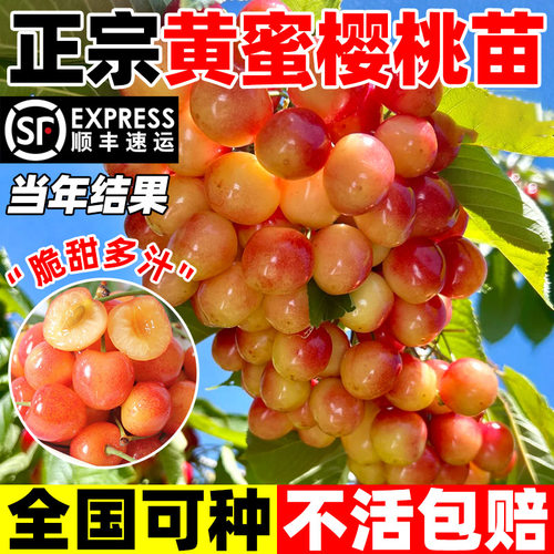 樱桃树苗当年结果北方耐寒