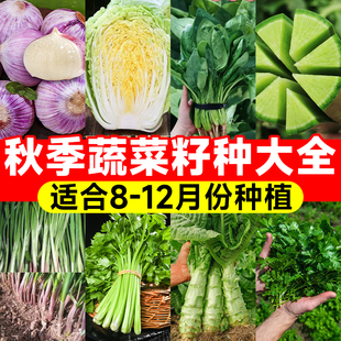 秋冬蔬菜籽种大全适合秋天种的蔬菜黄心白菜种子大叶菠菜香葱种子