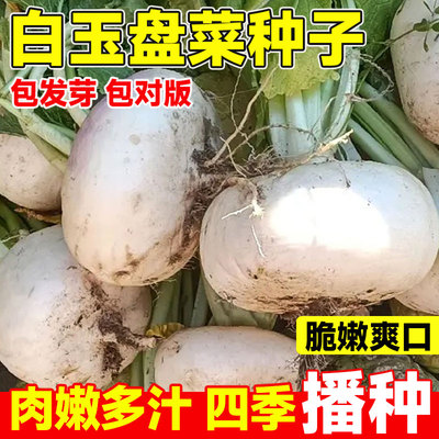 玉盘菜种子春季四播头台州
