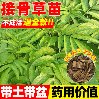 正宗接骨草八棱麻陆英中药材