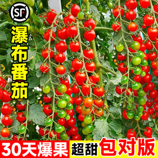 瀑布番茄种子水果樱桃小番茄千禧果超甜蕃茄阳台盆栽矮生苗秧种籽