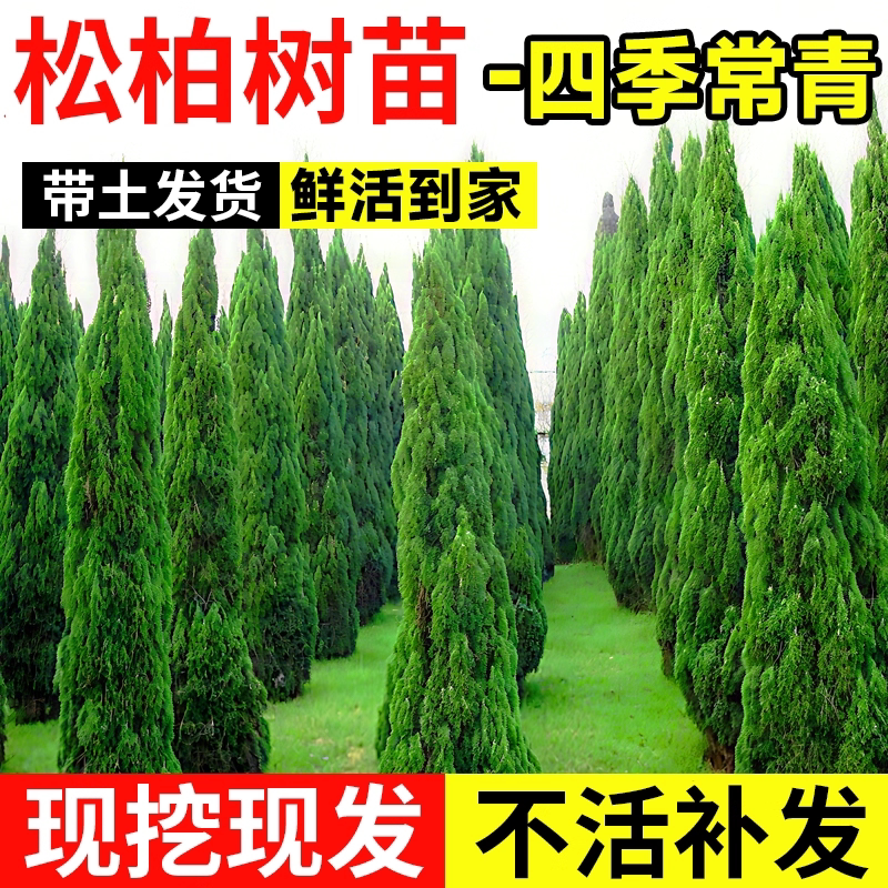 松柏树苗四季常青柏树塔柏图片