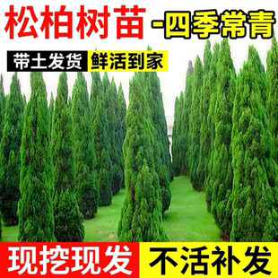 松柏树苗带土柏树侧柏塔柏松柏龙柏松树园林绿化工程坟地坟前绿植