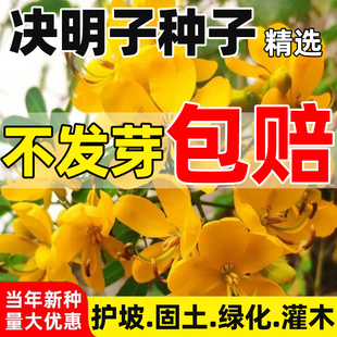 决明子种子护坡灌木草紫穗槐种籽矿山复绿草籽猪屎豆刺槐籽银合欢