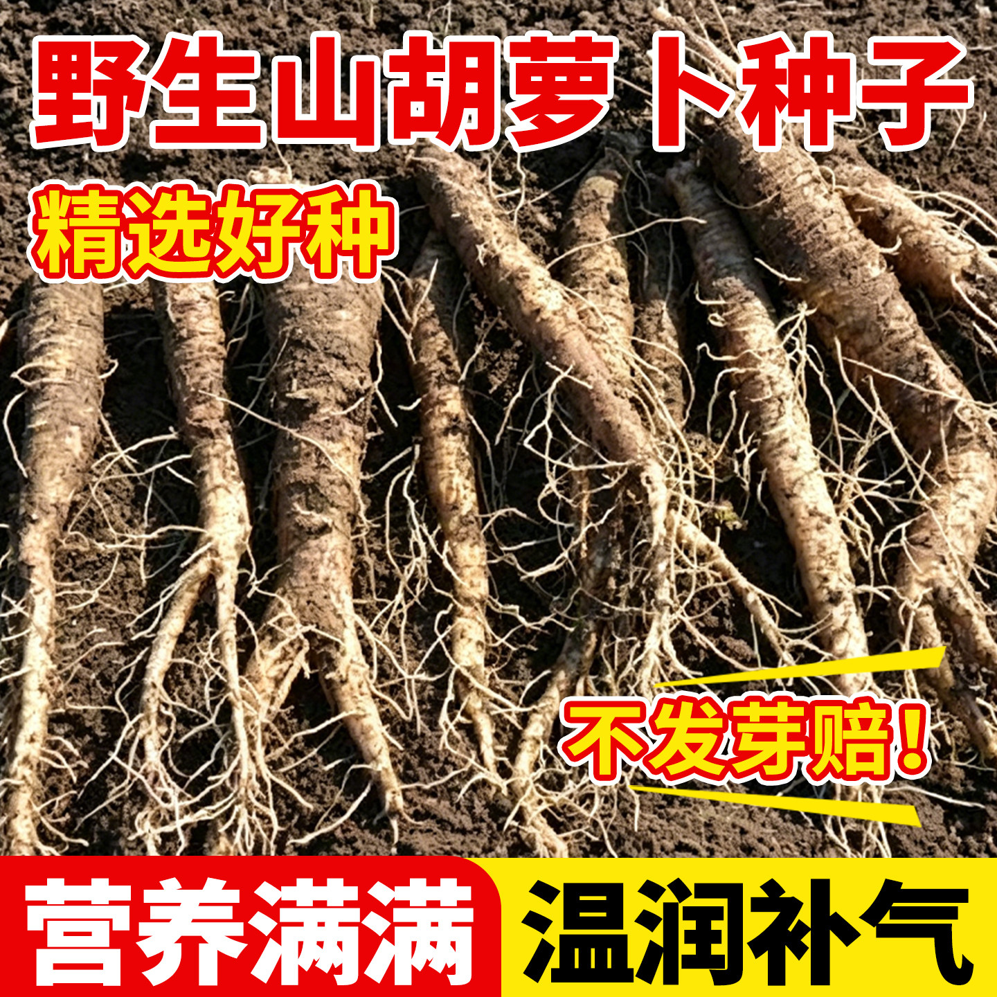 野生山胡萝卜种子沙参东北山胡萝卜山地瓜轮叶党参山胡萝卜种子籽