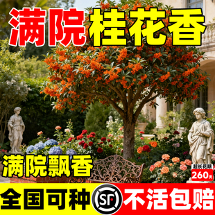 丹桂桂花树苗状元红金桂四季桂盆栽大树多季开花室外庭院别墅地栽
