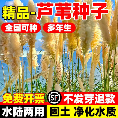 芦苇种子狗尾巴籽护坡固土