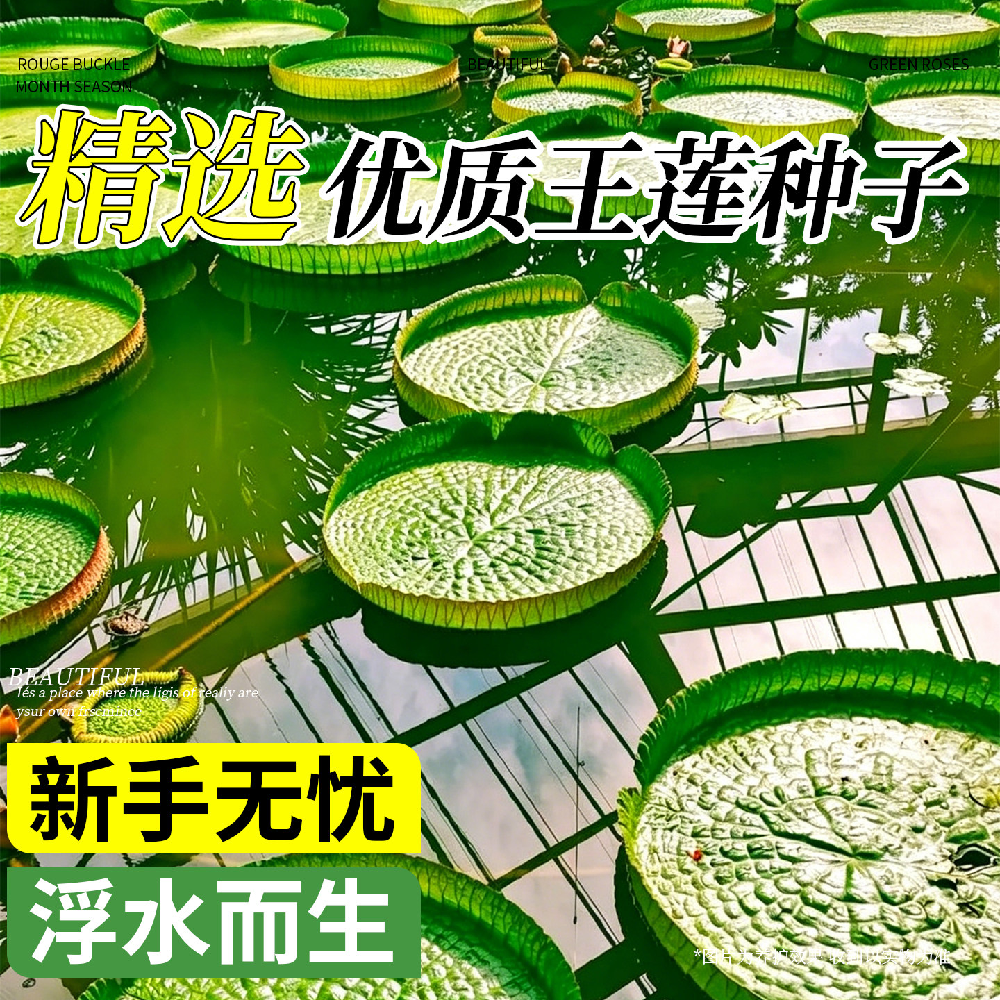 王莲种子池塘水生景观植物大型水景水培亚马逊霸花王莲种子籽种苗