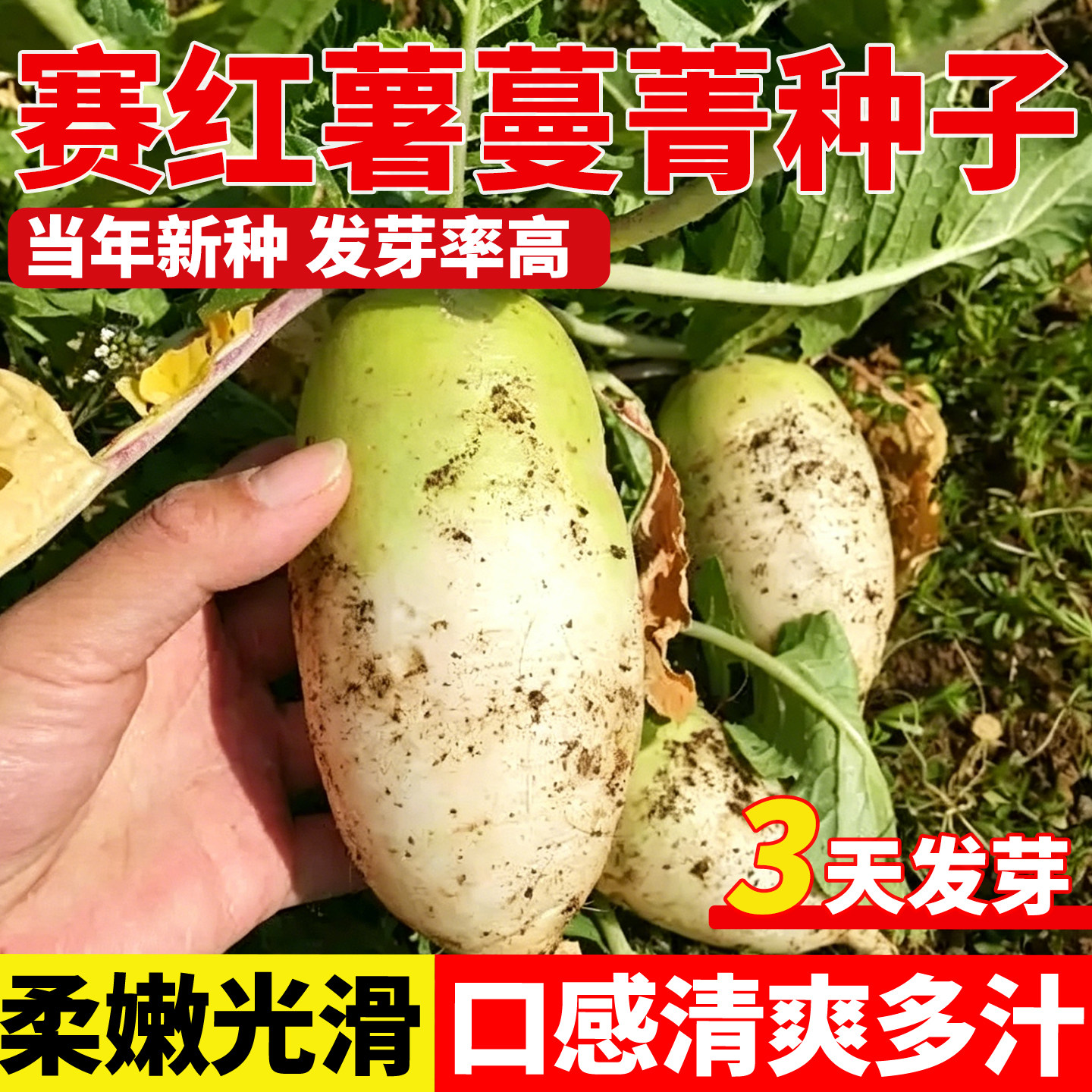 赛红薯蔓菁种子四季播绵软细腻河北特产蔓菁疙瘩煮粥甜面蔓菁种子