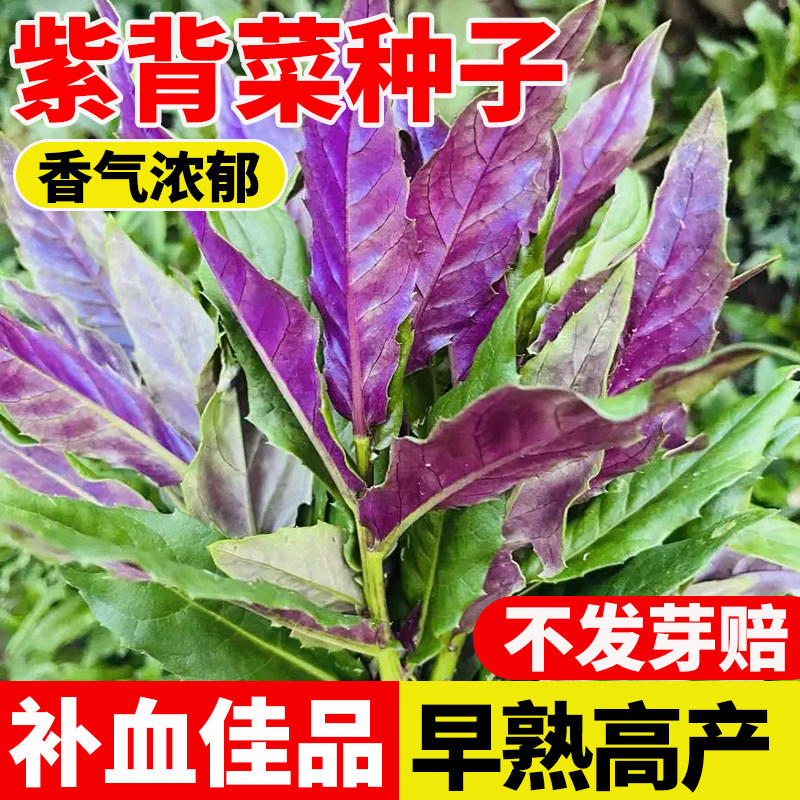 紫背菜种子四季种植易活四川特色营养观音菜种孑血皮菜红凤菜种子,鲜花速递/花卉仿真/绿植园艺,家庭园艺种子,淘宝优惠券,粉丝福利购,淘宝优惠卷