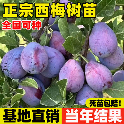 西梅树树苗蓝蜜西梅李子树苗北方