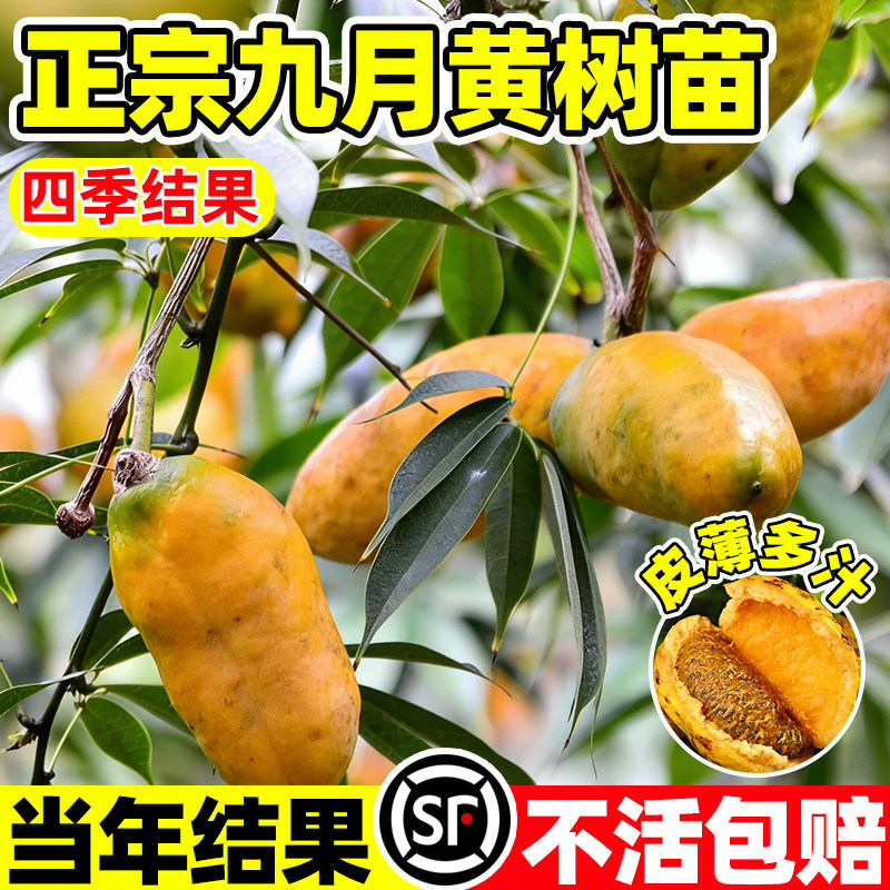 九月黄树苗野生九月瓜苗种子八月瓜牛卵坨五叶木通拿那藤黄金蕉苗